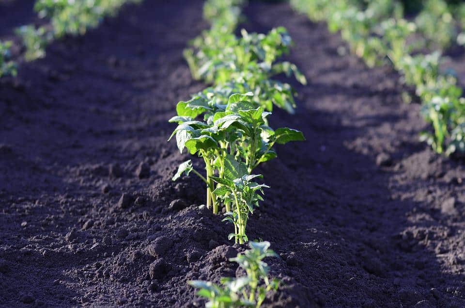 Quand Planter La Pomme De Terre Sirtema Index Jardin